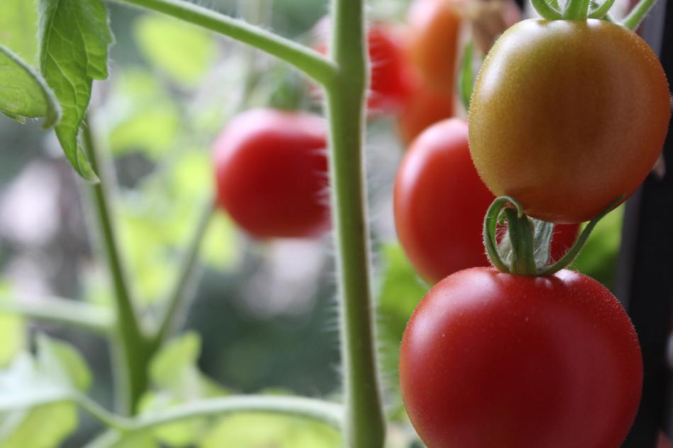 Tomatoes Plant Balkin