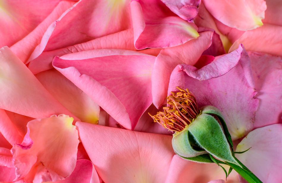 Flowers Rosa Vegetation