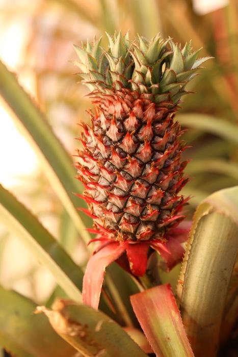 Fruit Food Nature