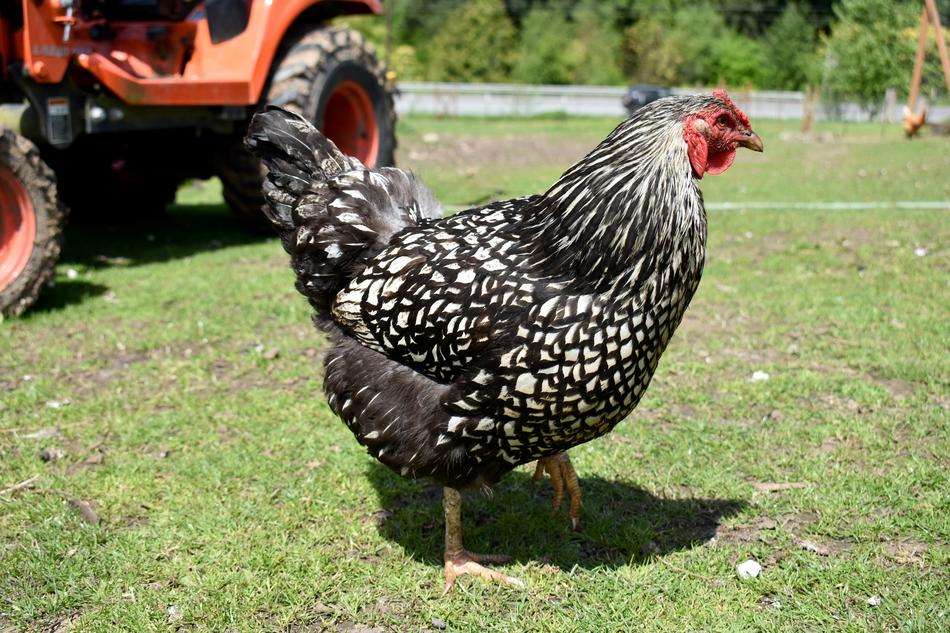 Chicken Farm Washington Port