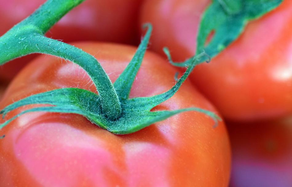 Tomatoes on branch, macro, detail