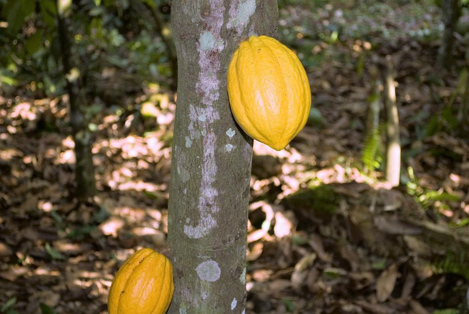 Cocoa Ghana Pods