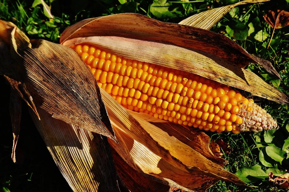 Corn Vegetables Food On The