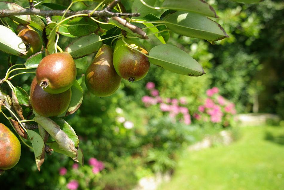 Pears Peer Orchard Pear