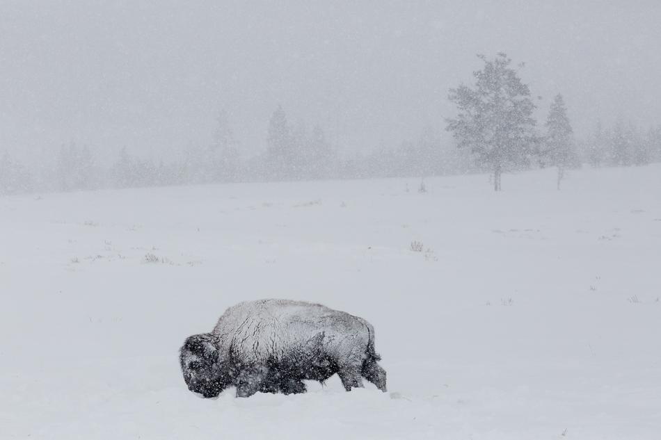 Snow covered Bison Buffalo