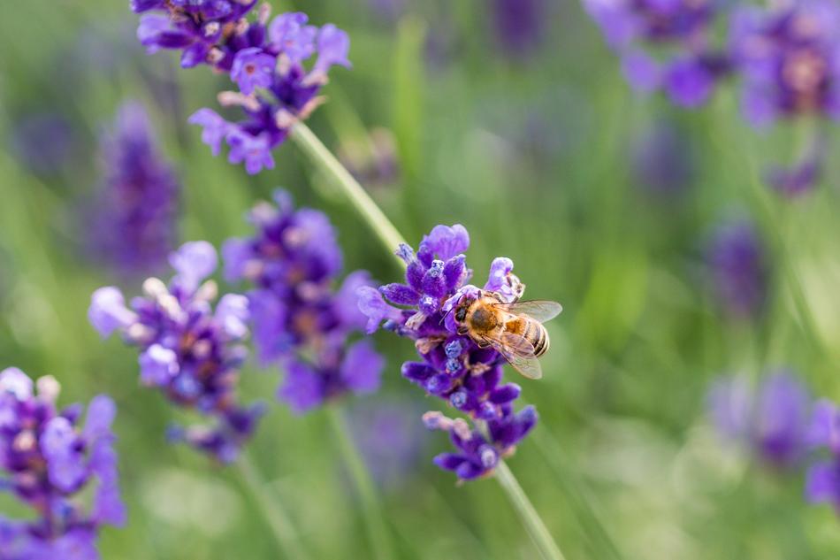Lavender Bee Honey