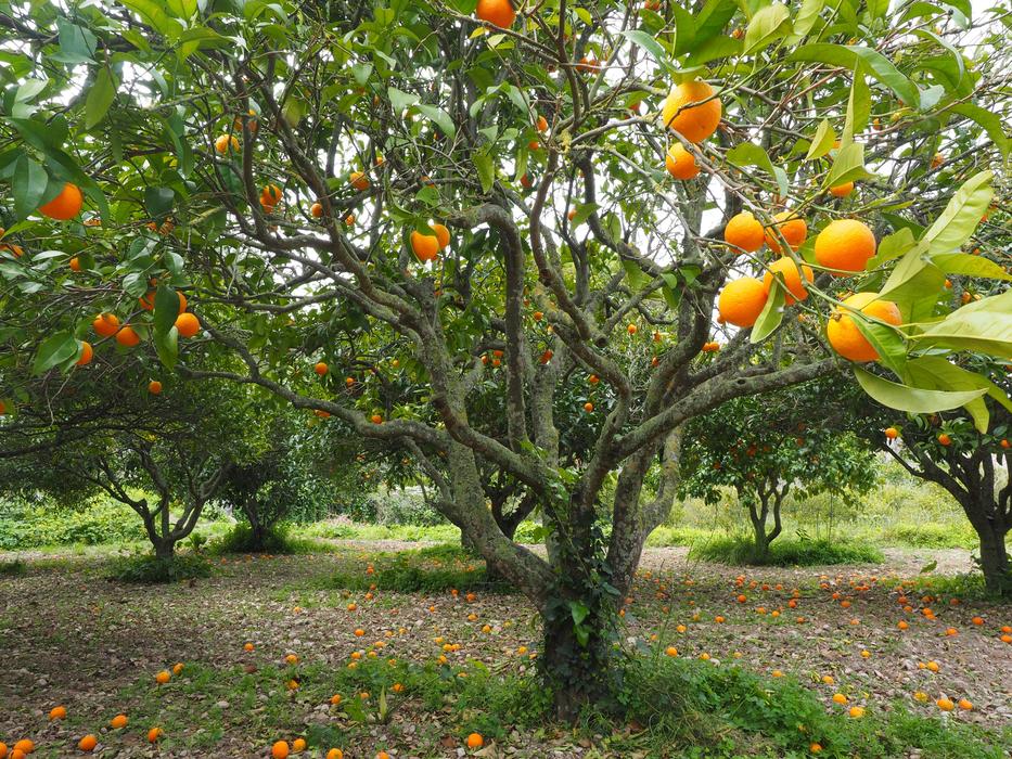 Orange Tree Grove