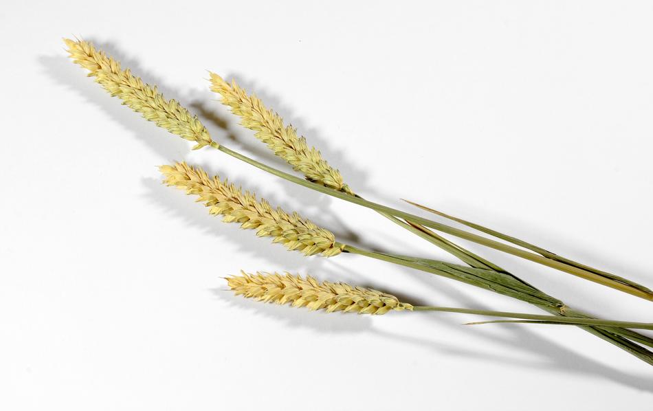 Cereals Wheat Campaign