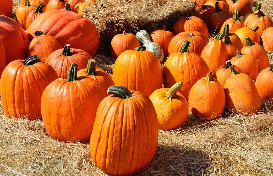 Pumpkins For Sale Sell