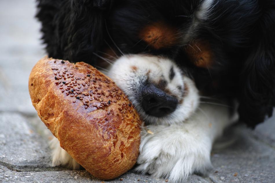 Dog Pastry Sesame