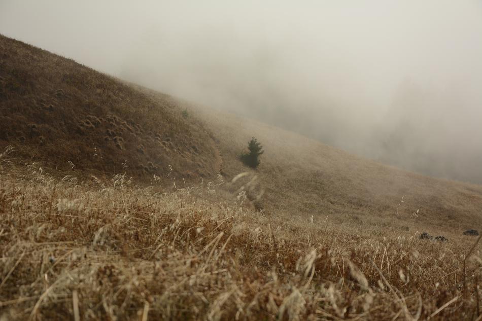 Hillside Meadow Grass