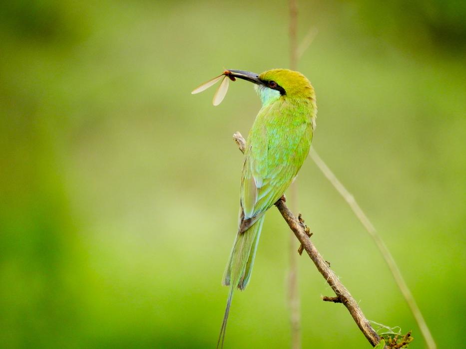 Green Nature Colour