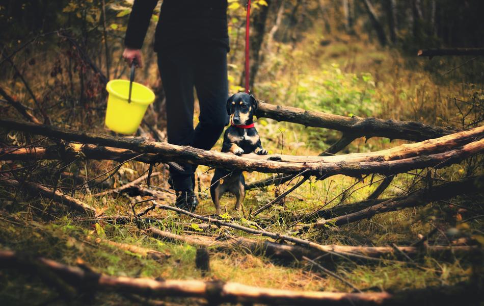 Dog Mushrooms Spacer