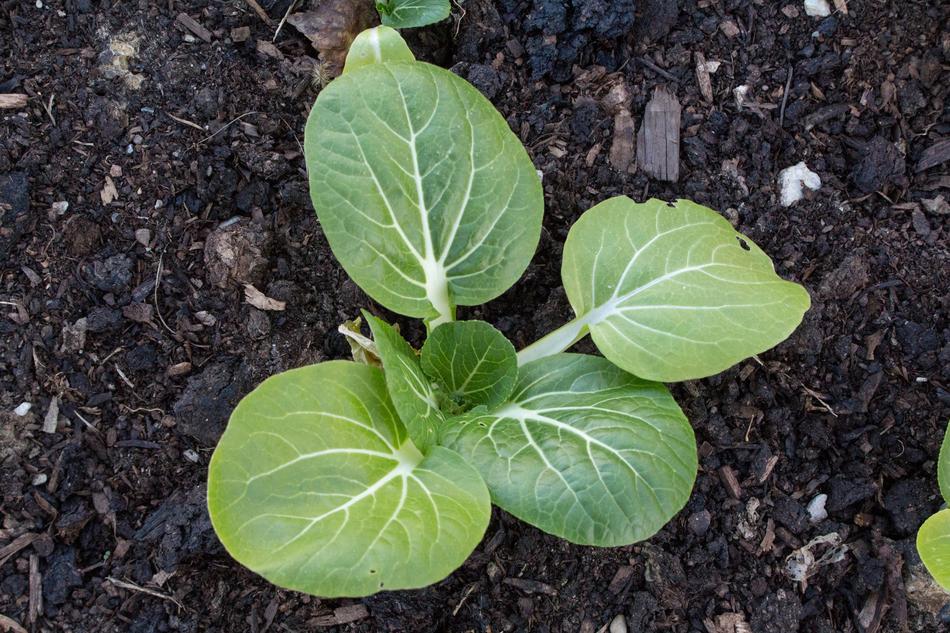 Leaf Food Soil