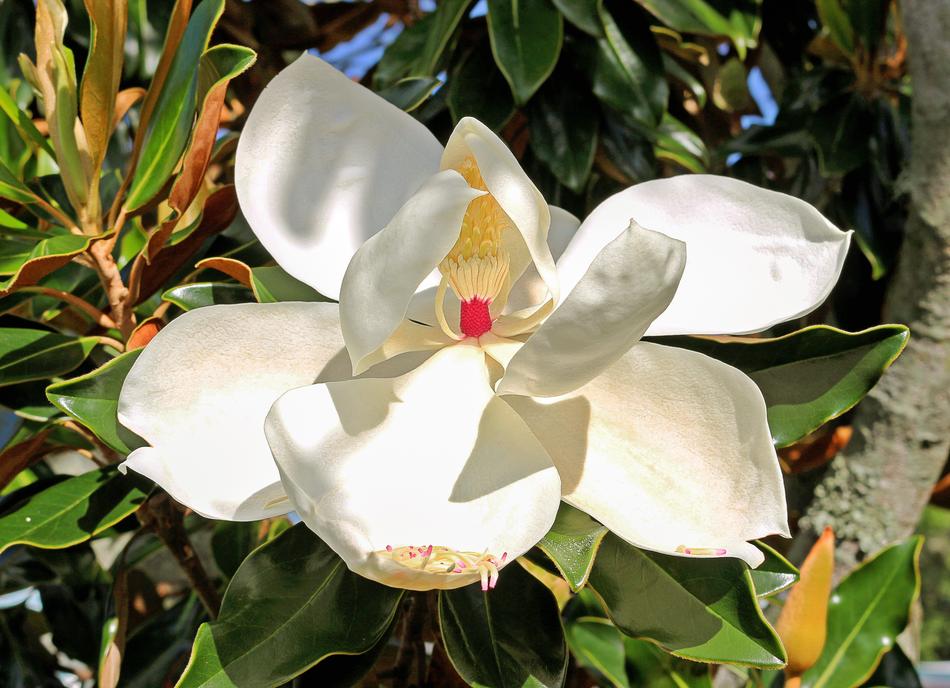Magnolia Stamens Flower