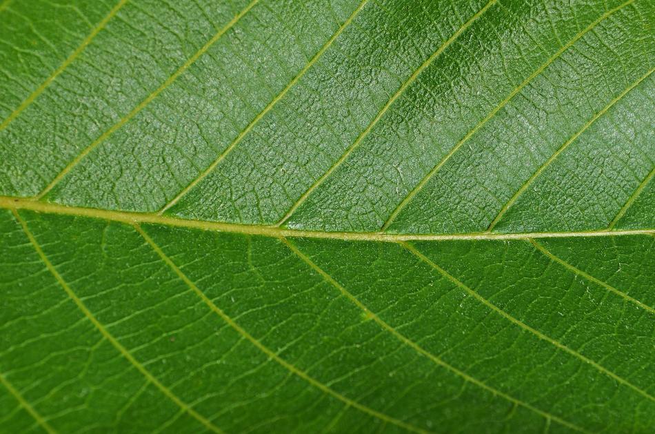 Leaf Walnut Foliage
