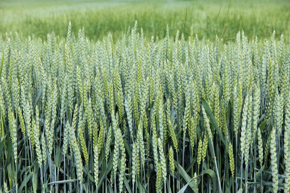 Cereals Wheat Graze