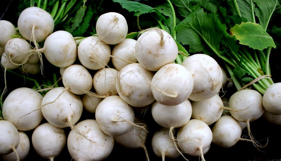 harvest of white turnips
