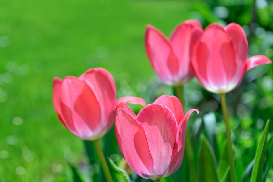 Pink Tulips Garden Flowers