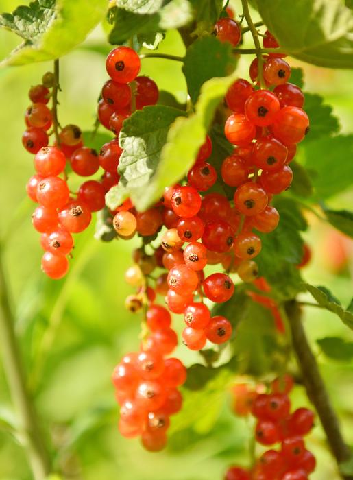 Currants Jam Fruit