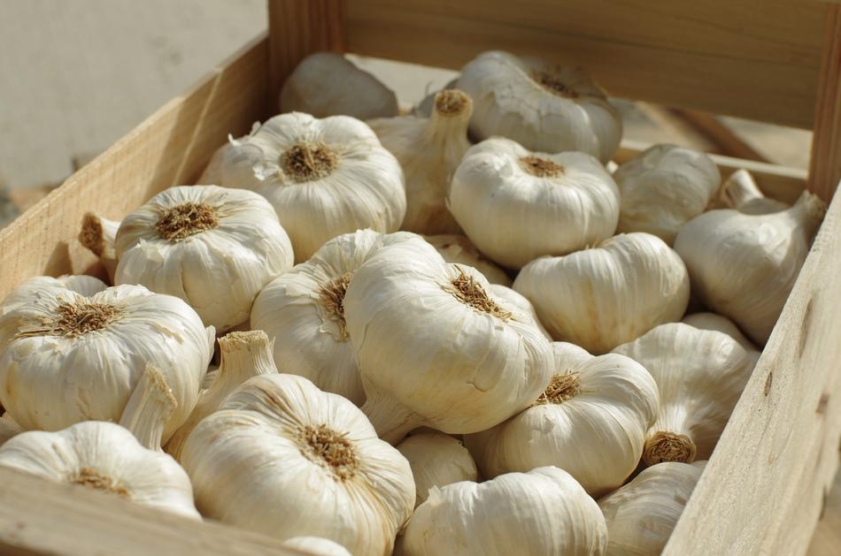 Garlic White Food