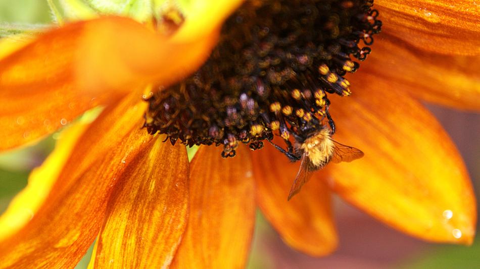 Rain Sunflower Bug