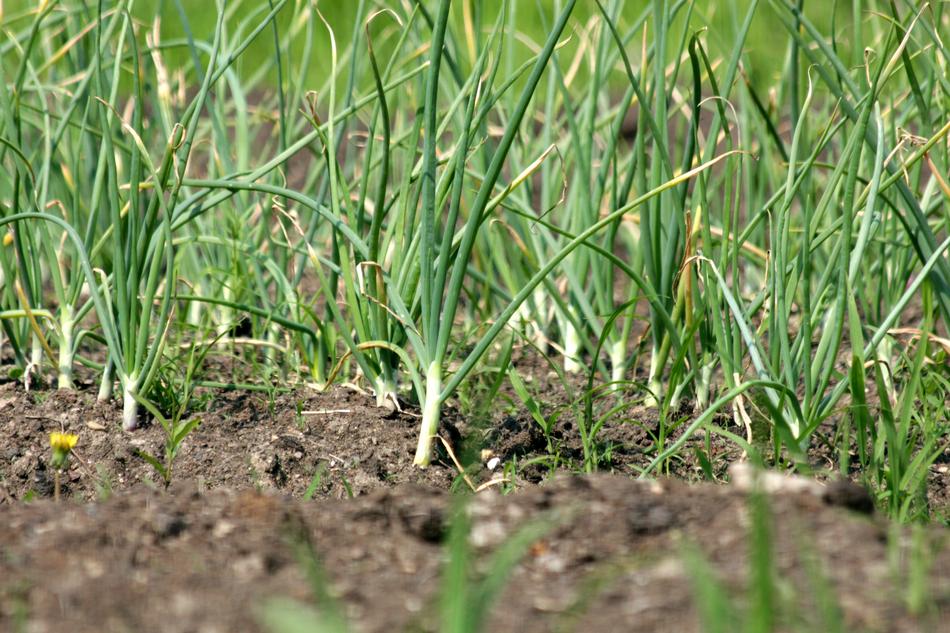 Garlic Vegetable Garden