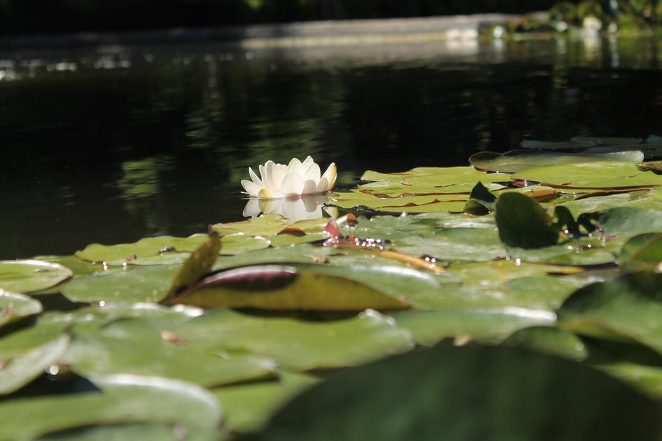 VitÃ³ria RÃ©gia Botanist Lake