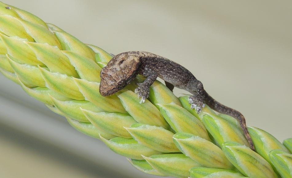 Nature Food Lizard