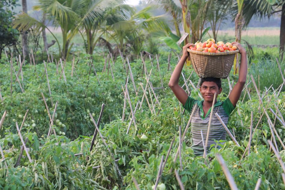 Agriculture Flora in Nature