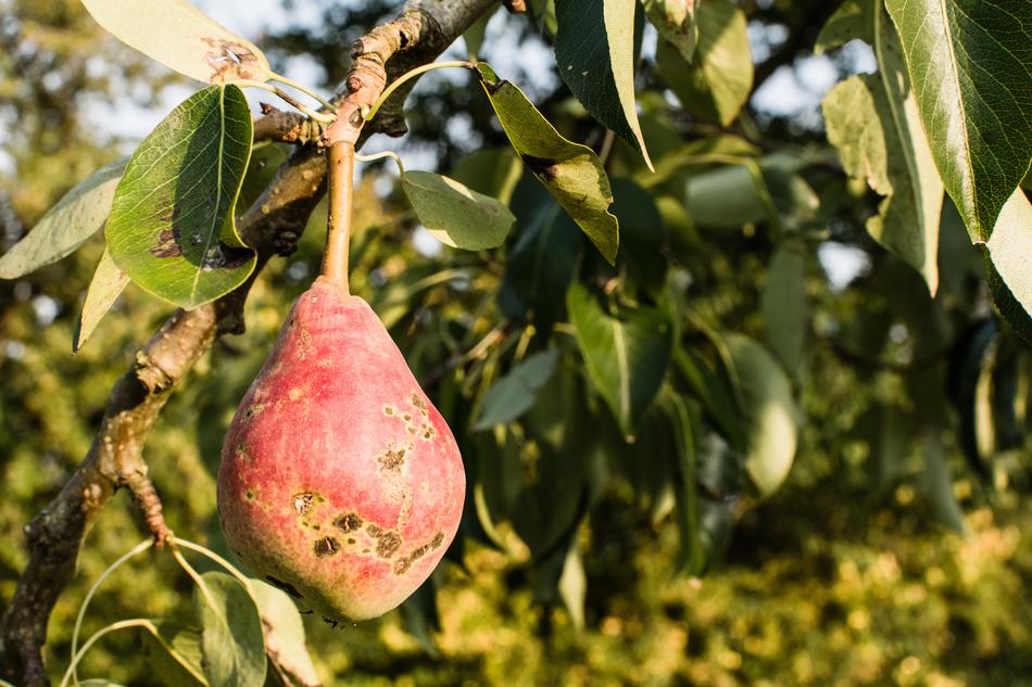 Pear Tree Nature