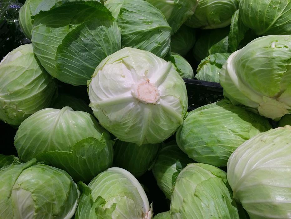 Close-up of the green and white cabbages in drops of water, in Yokosuka, Japan