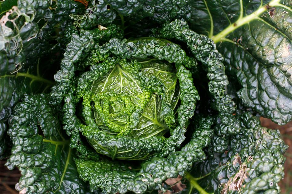 Kale Bio Healthy