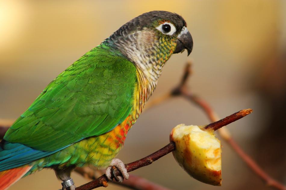 Bird Parrot Feeding