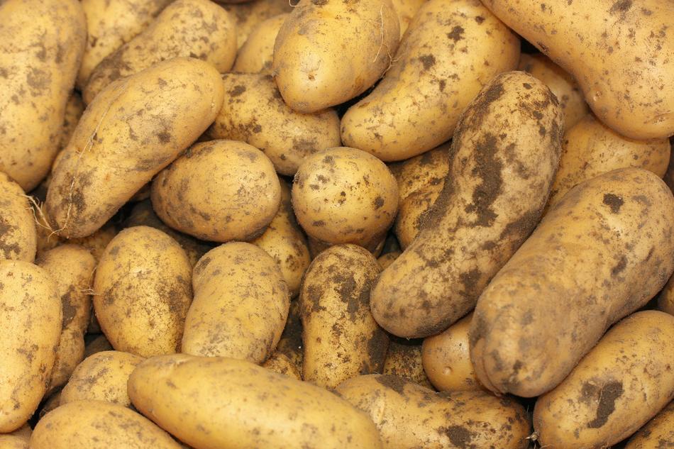Potatoes Solanum Tuberosum