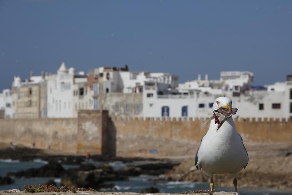 Seagull Bird in morocco