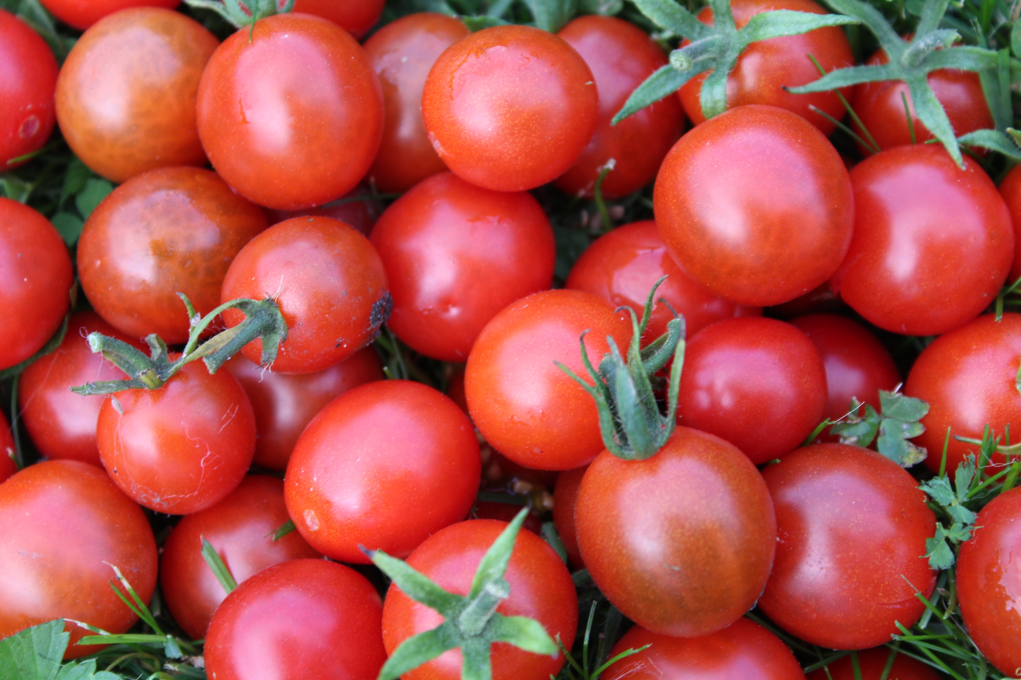 Получить хороший урожай помидор. Урожай помидоров. Томатные овощи. Молодые помидоры. Разновидности томатов.