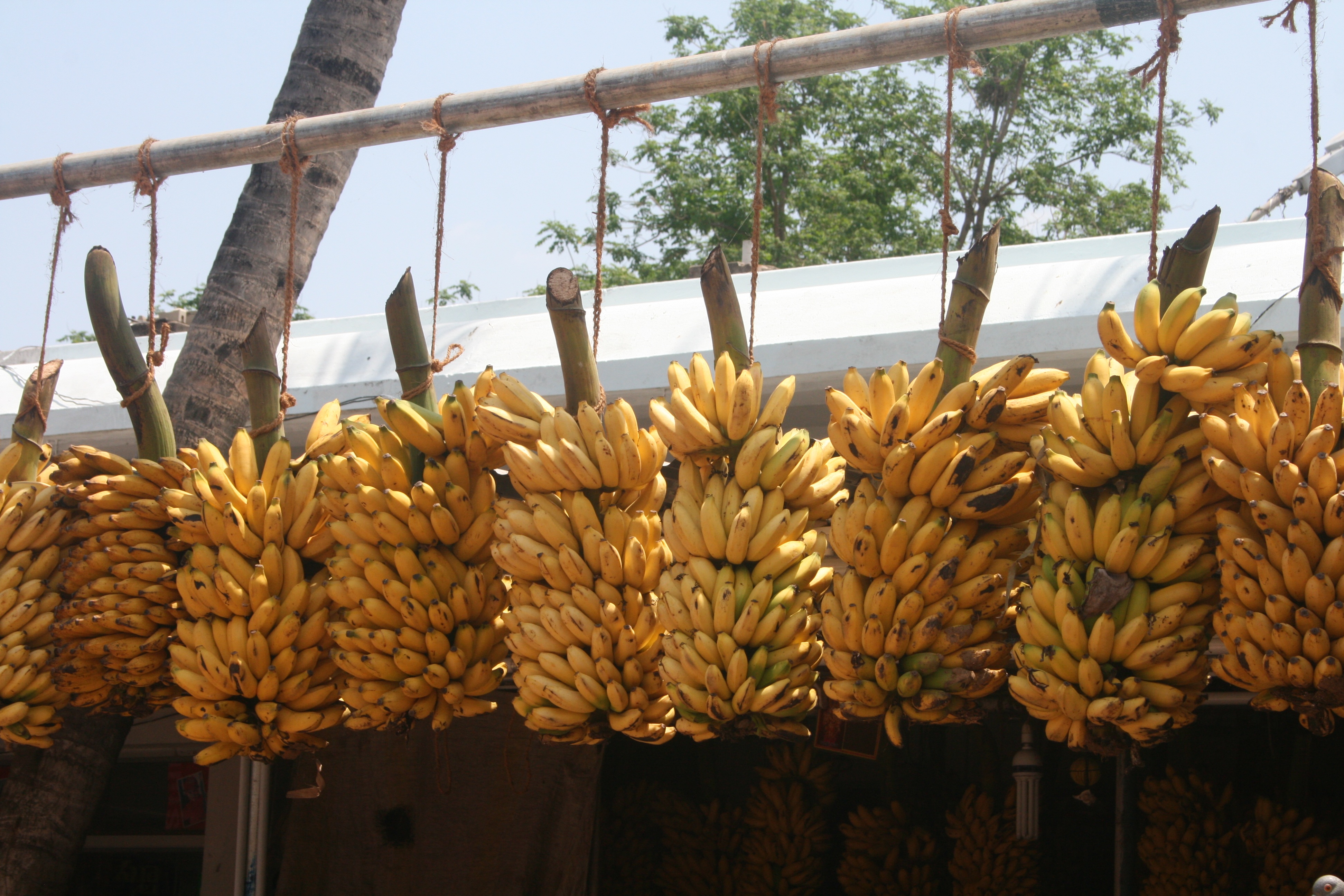 Раджапури банан