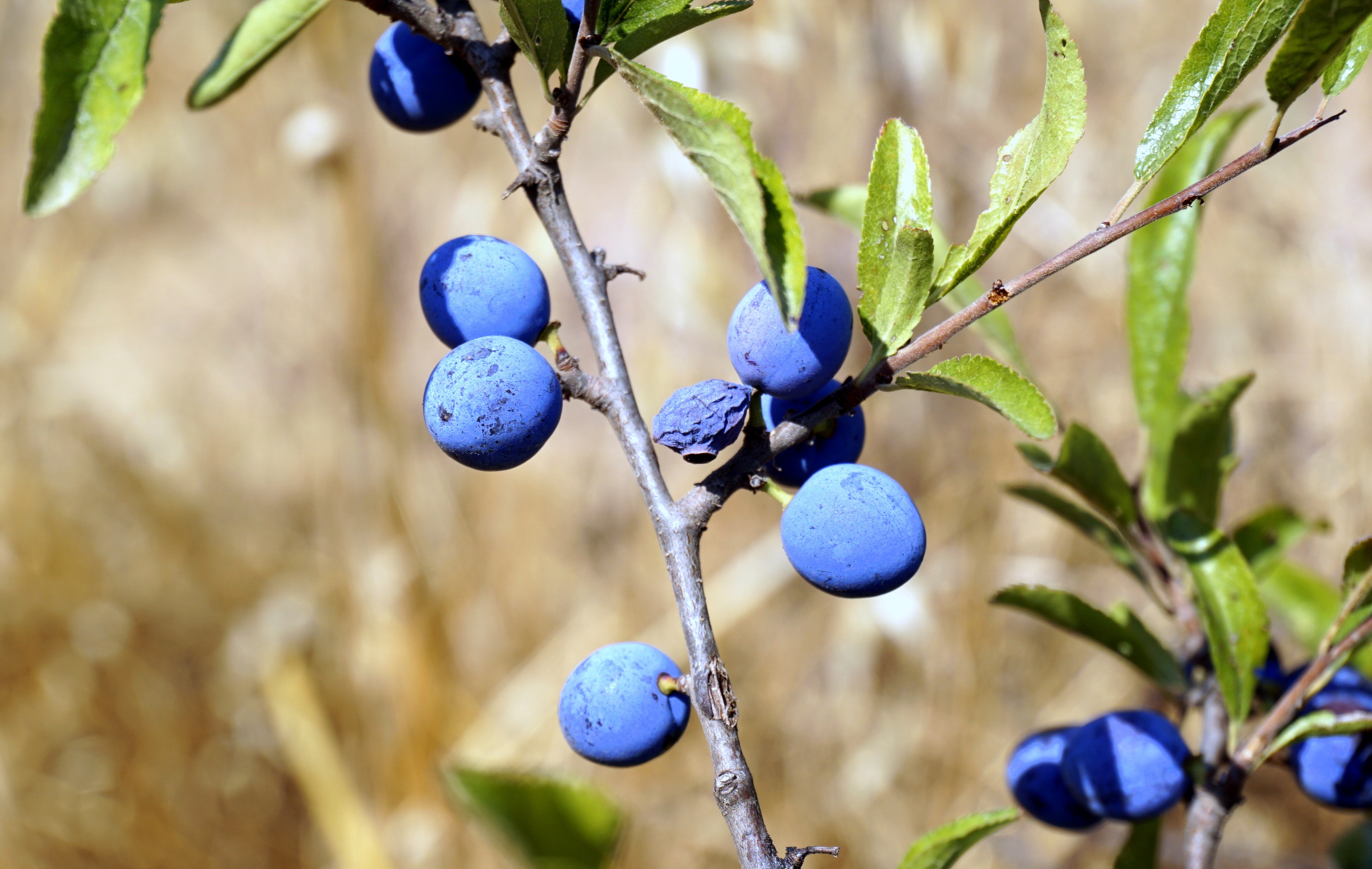 Дерево с синими ягодами