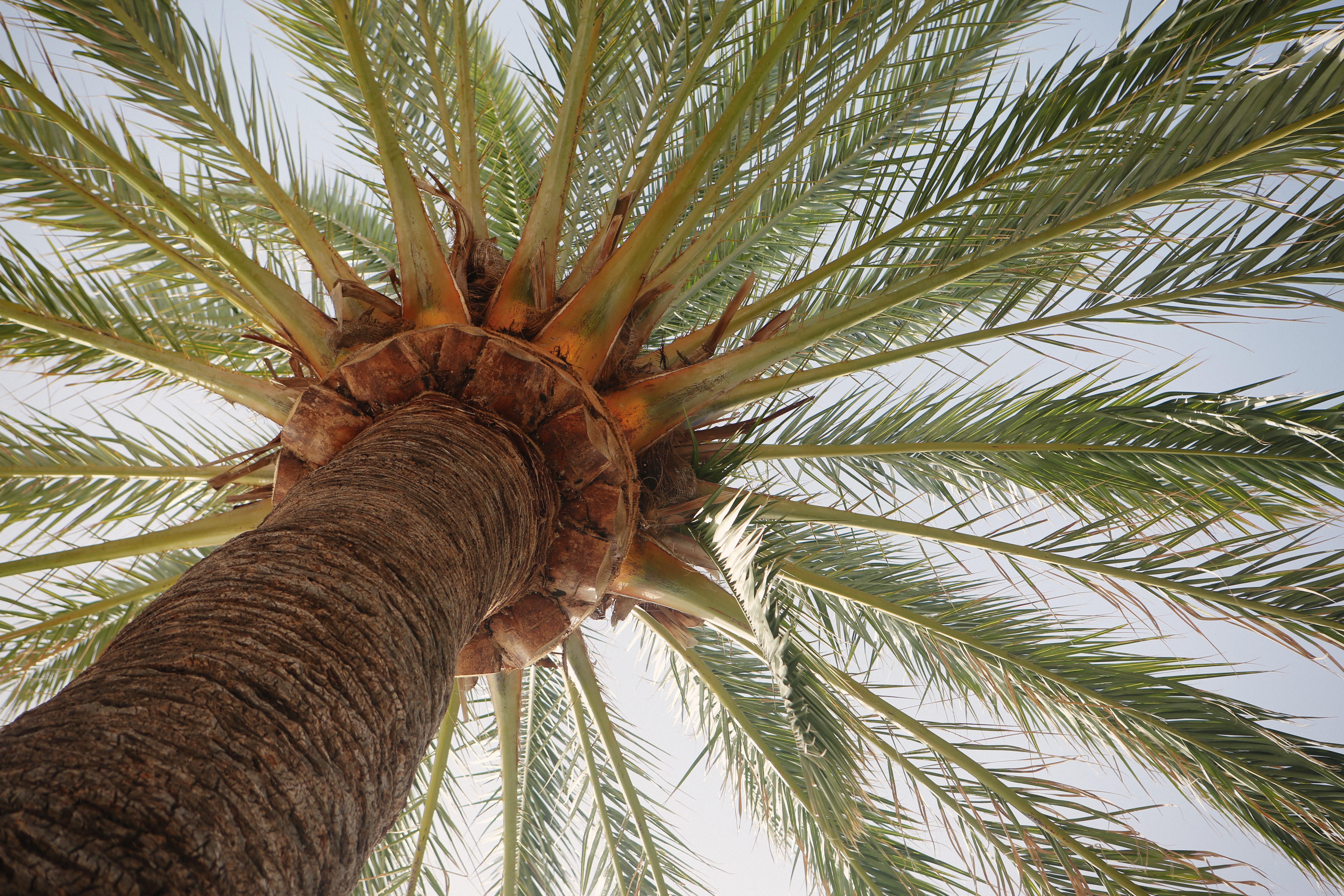 What Did The Hurricane Say To The Coconut Palm Tree