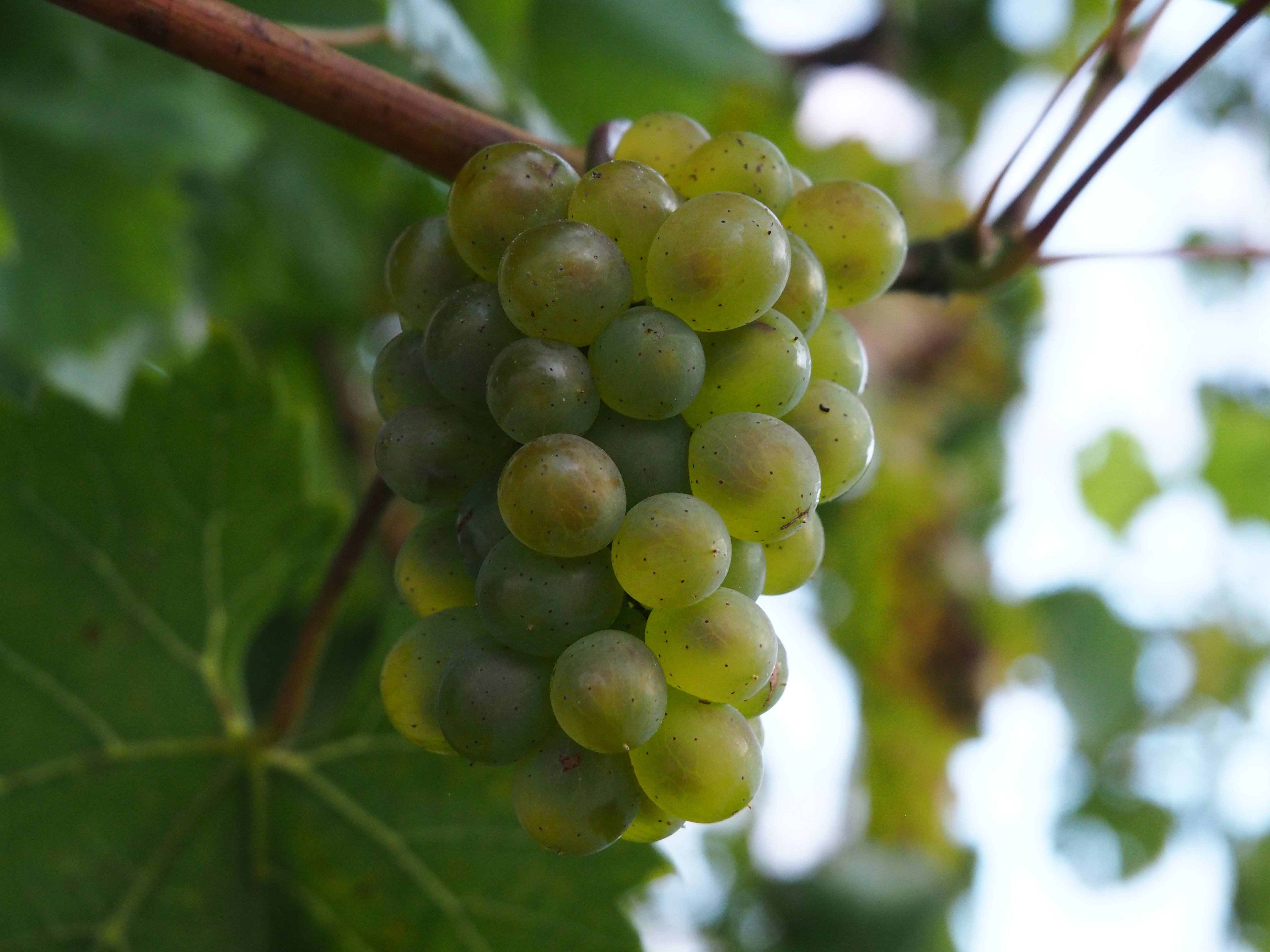 Виноград плодовый g26
