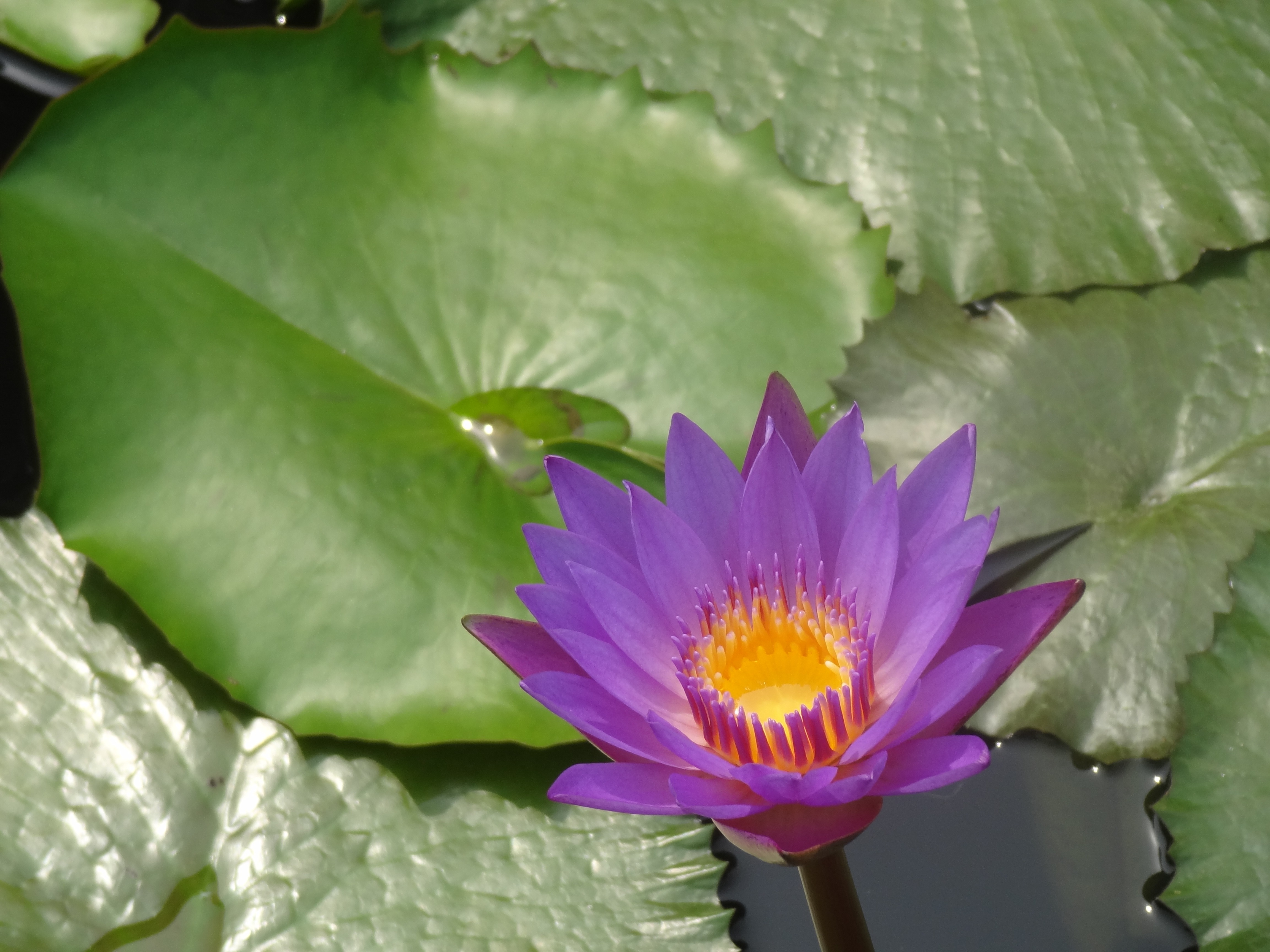 Lotus Wildflower Flower Water free image download