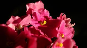 Violet Pink Flower