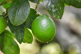 Lemon Leaf Fruit