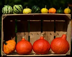 Pumpkin Thanksgiving Autumn