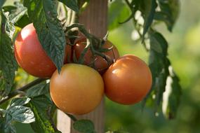 green-red tomatoes on a branch in a greenhouse