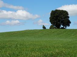 Nature Tree Grass