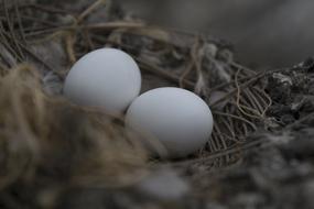 two white eggs in the nest