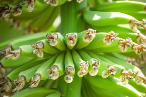 Banana Food Fruit