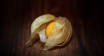 Close-up of the yellow Physalis Peruviana in the shell, in light, among the darkness